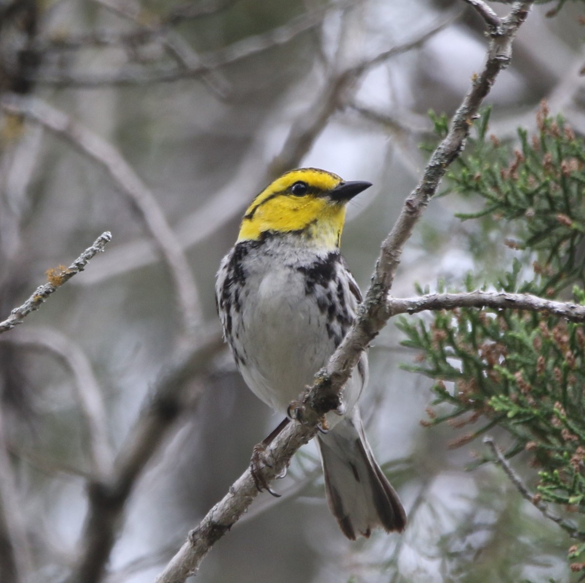 Golden-cheeked Warbler - Ann Vaughan