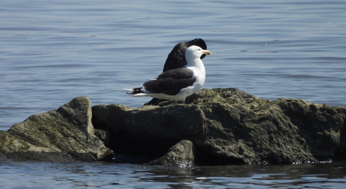 Great Black-backed Gull - ML620826087