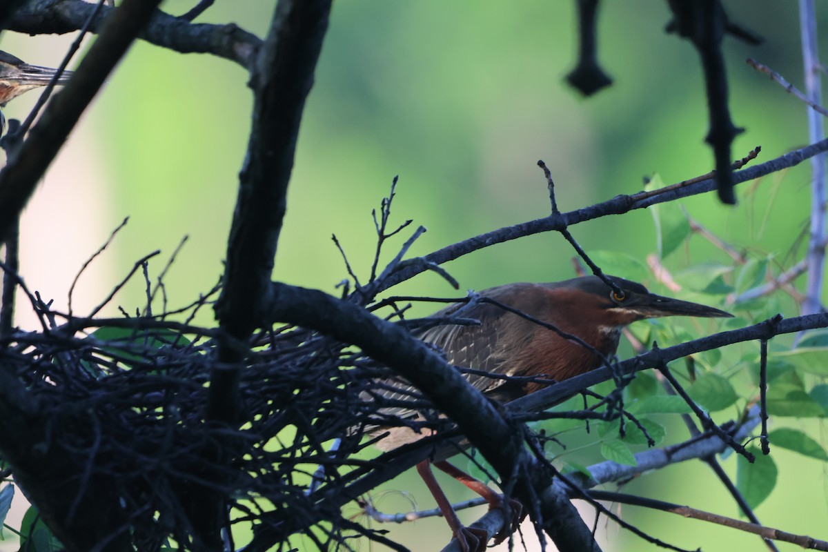 Green Heron - ML620826088