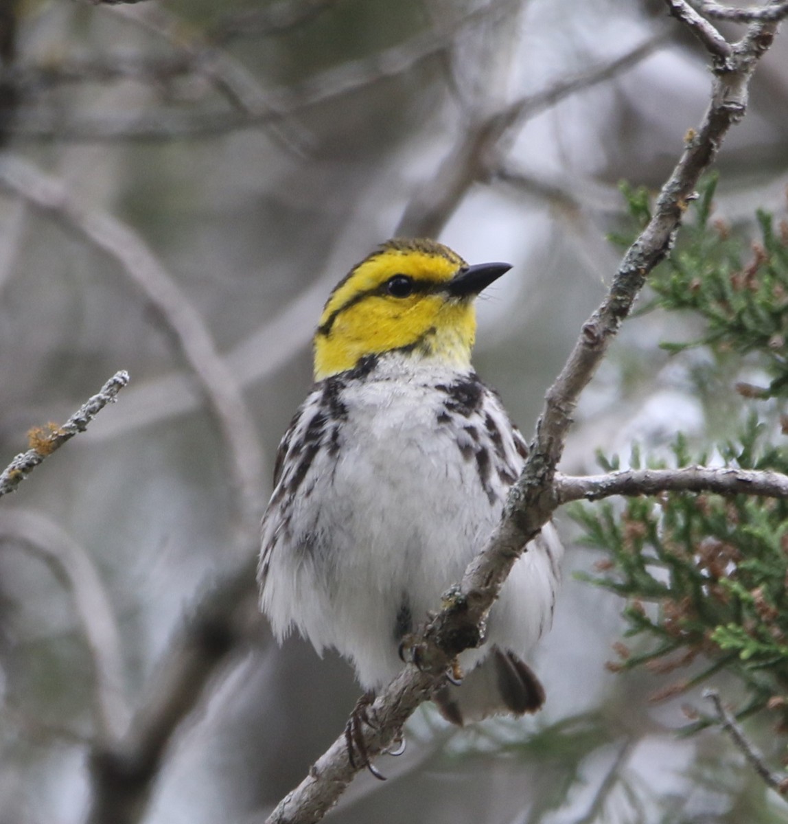 Golden-cheeked Warbler - ML620826089