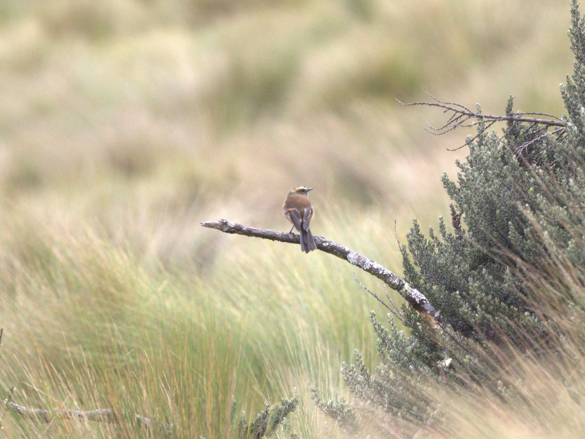 Brown-backed Chat-Tyrant - ML620826090