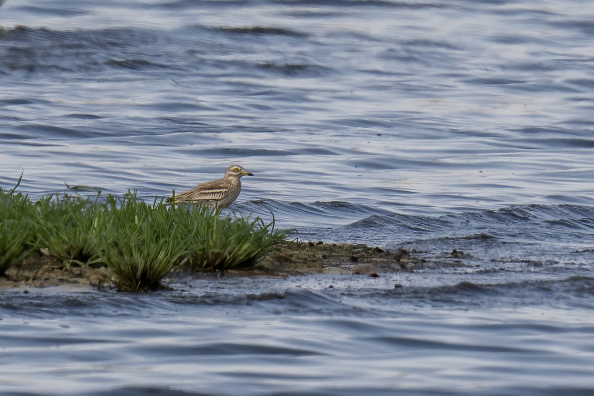 Eurasian Thick-knee - ML620826091