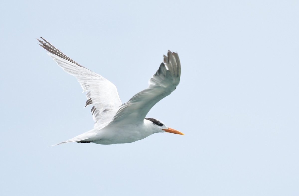 Royal Tern - ML620826092