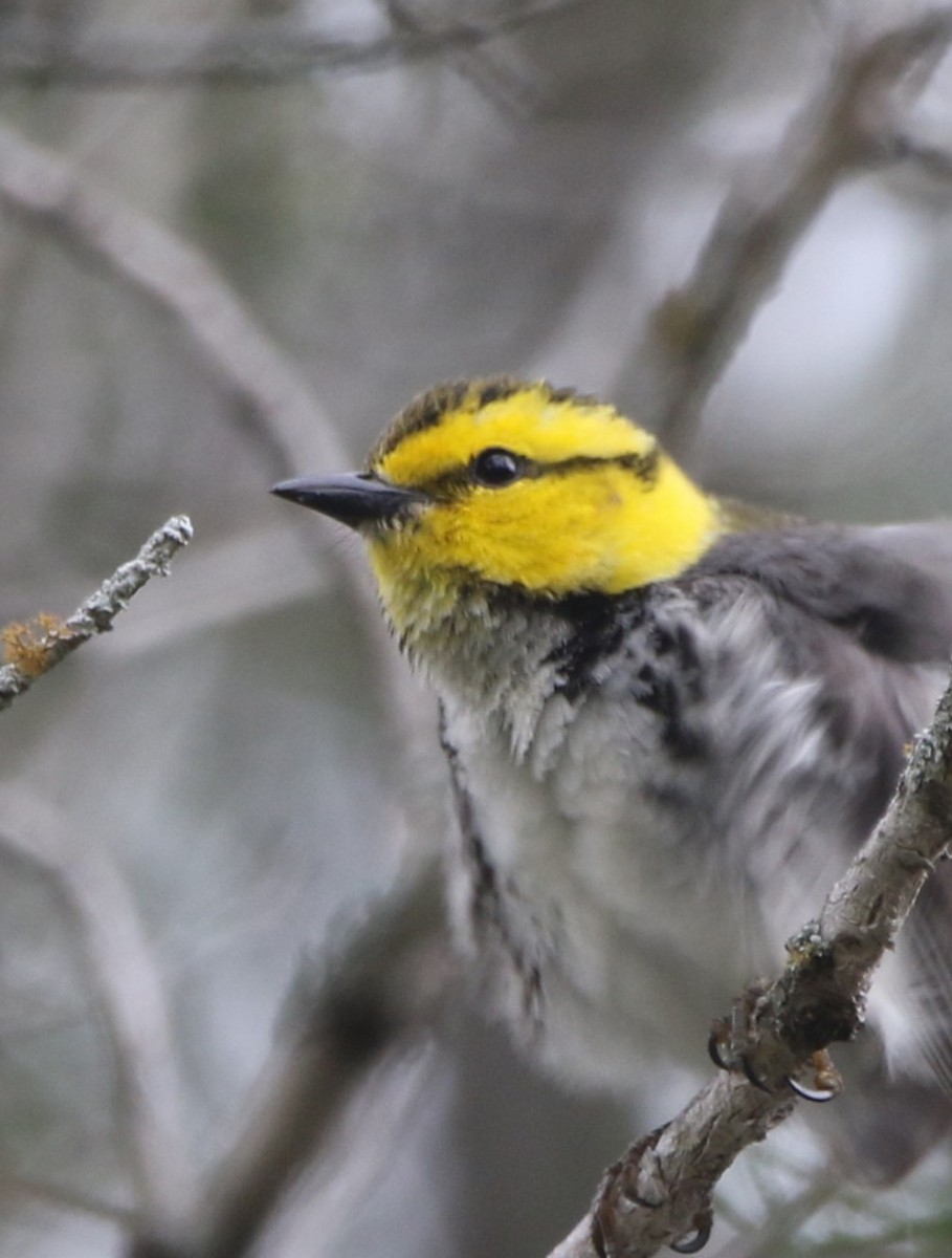 Golden-cheeked Warbler - ML620826093