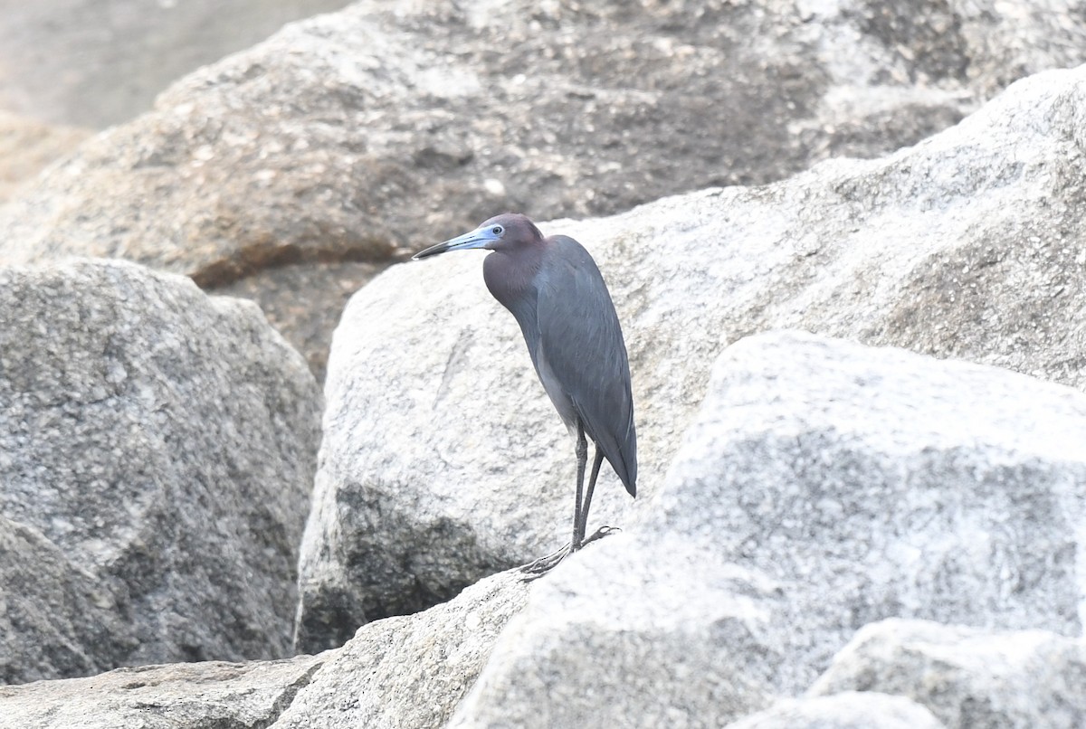 Little Blue Heron - ML620826094