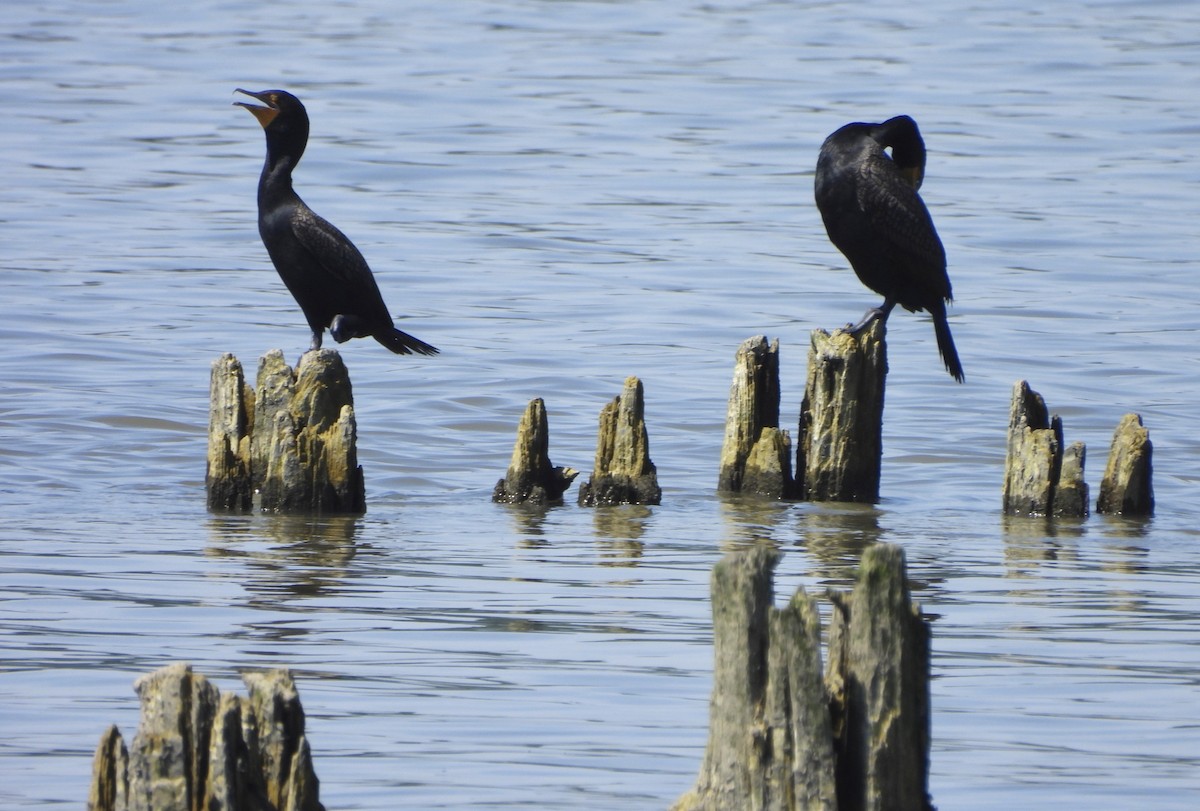 Double-crested Cormorant - ML620826096