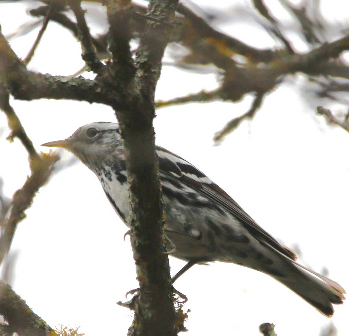 Black-and-white Warbler - ML620826097
