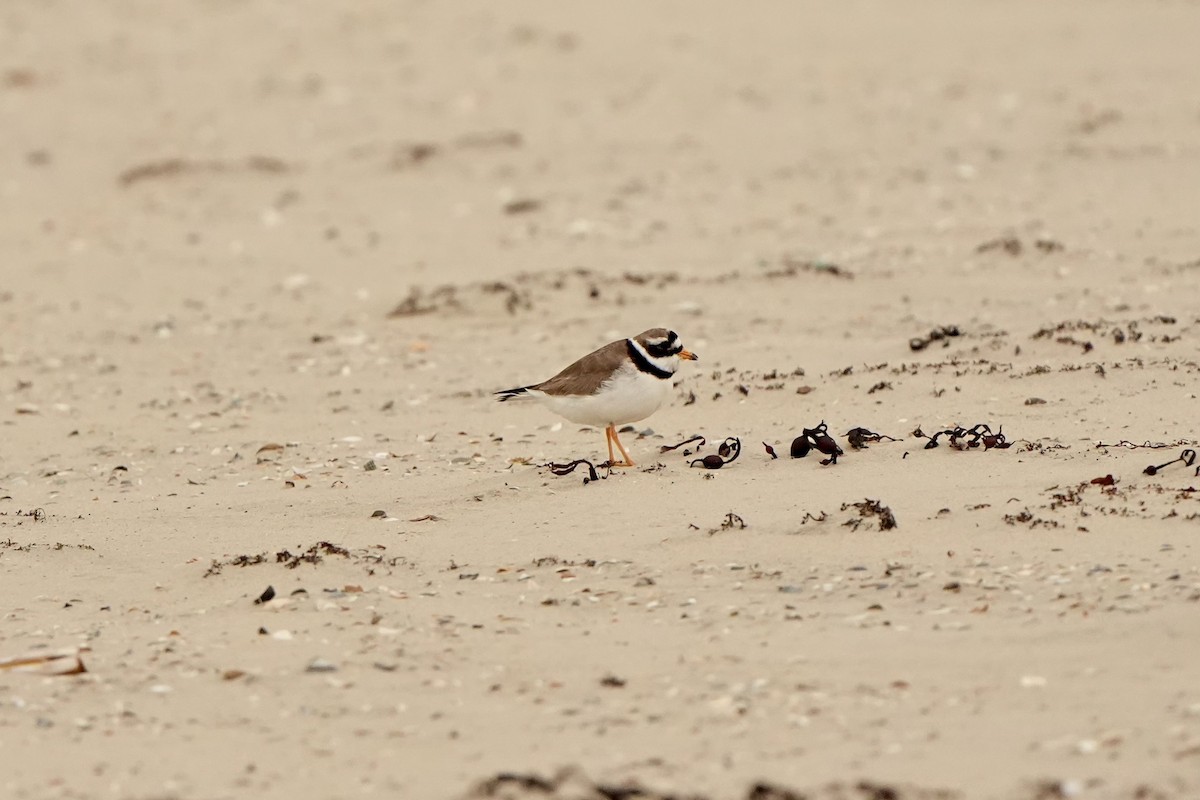 Common Ringed Plover - ML620826099