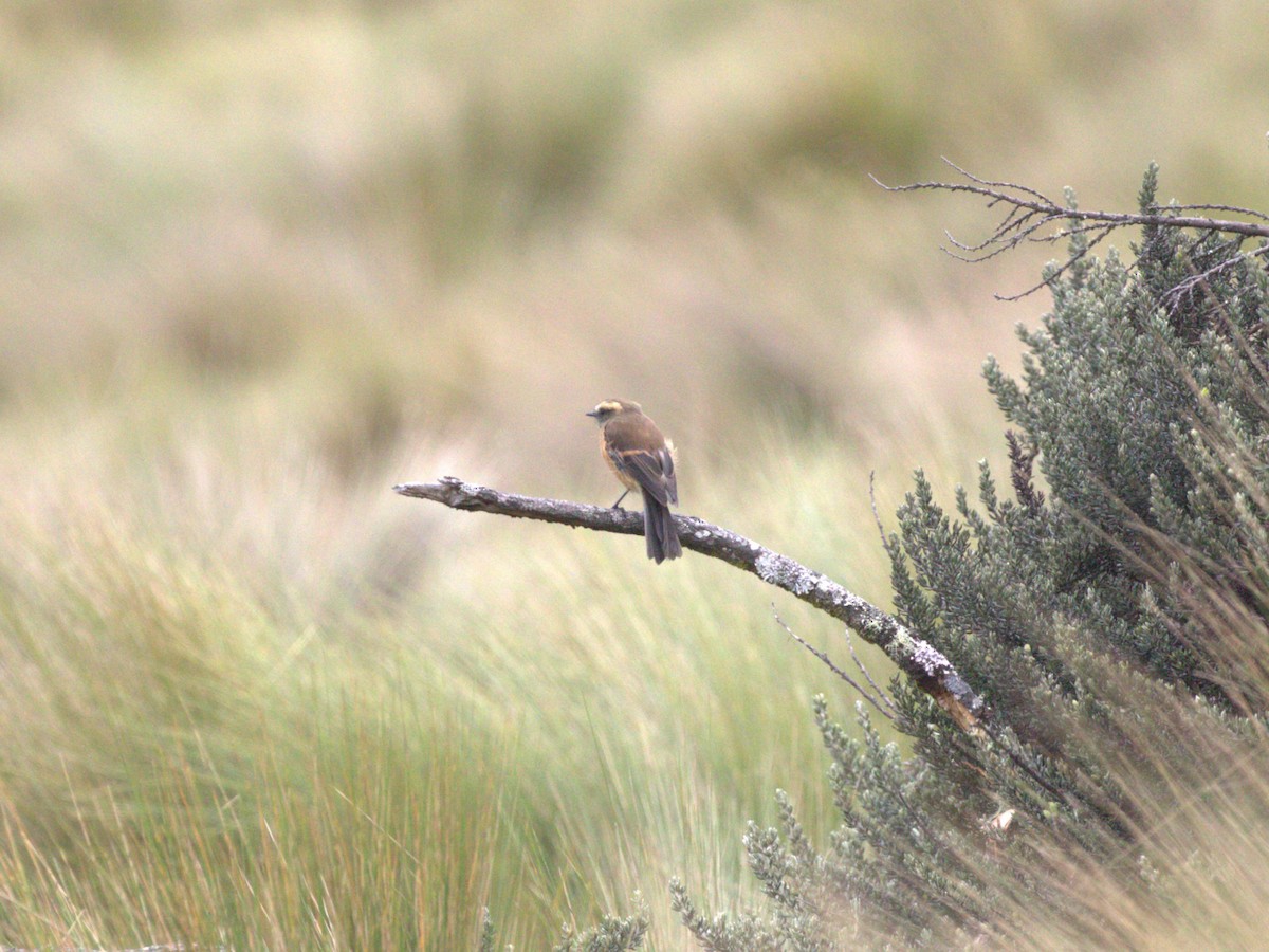 Brown-backed Chat-Tyrant - ML620826100