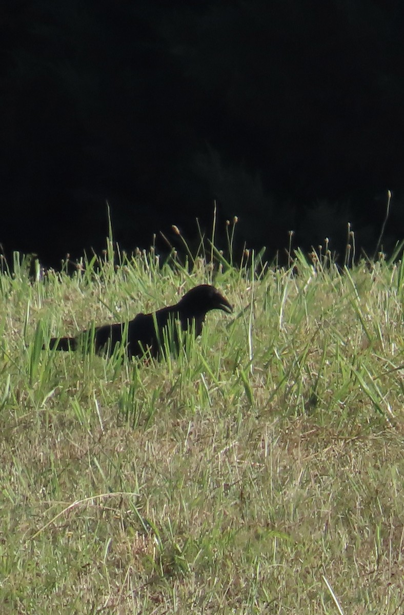 Common Raven - ML620826101