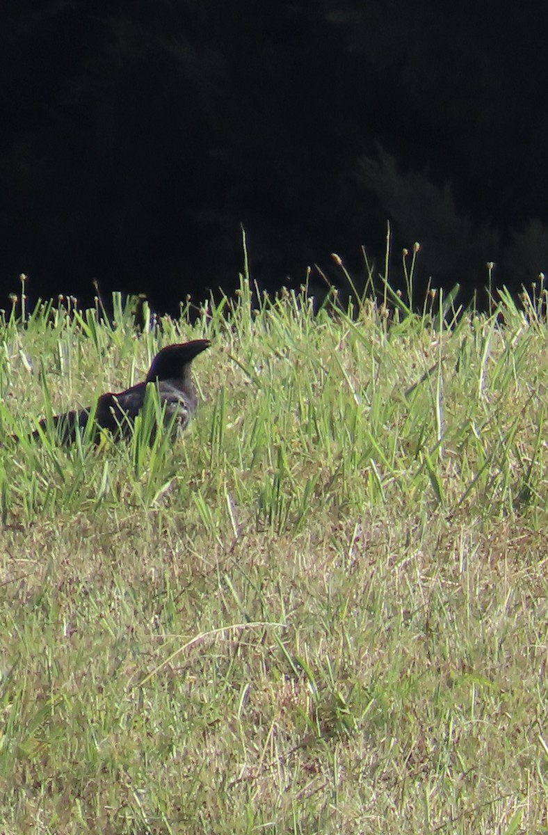 Common Raven - ML620826102