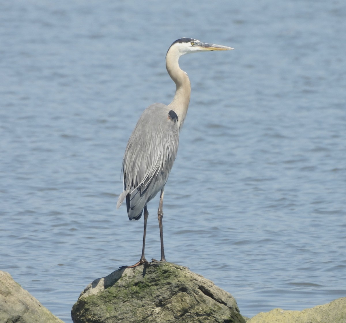 Great Blue Heron - ML620826104