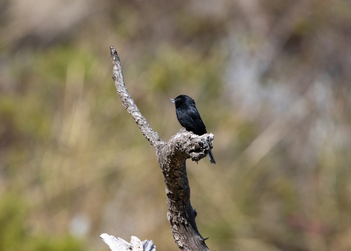 Black Flowerpiercer - ML620826116