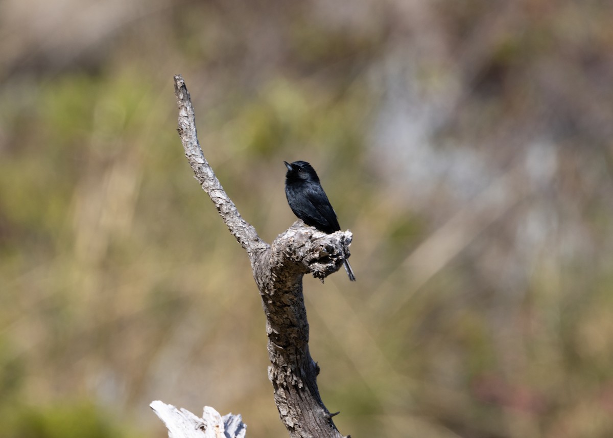 Black Flowerpiercer - ML620826117