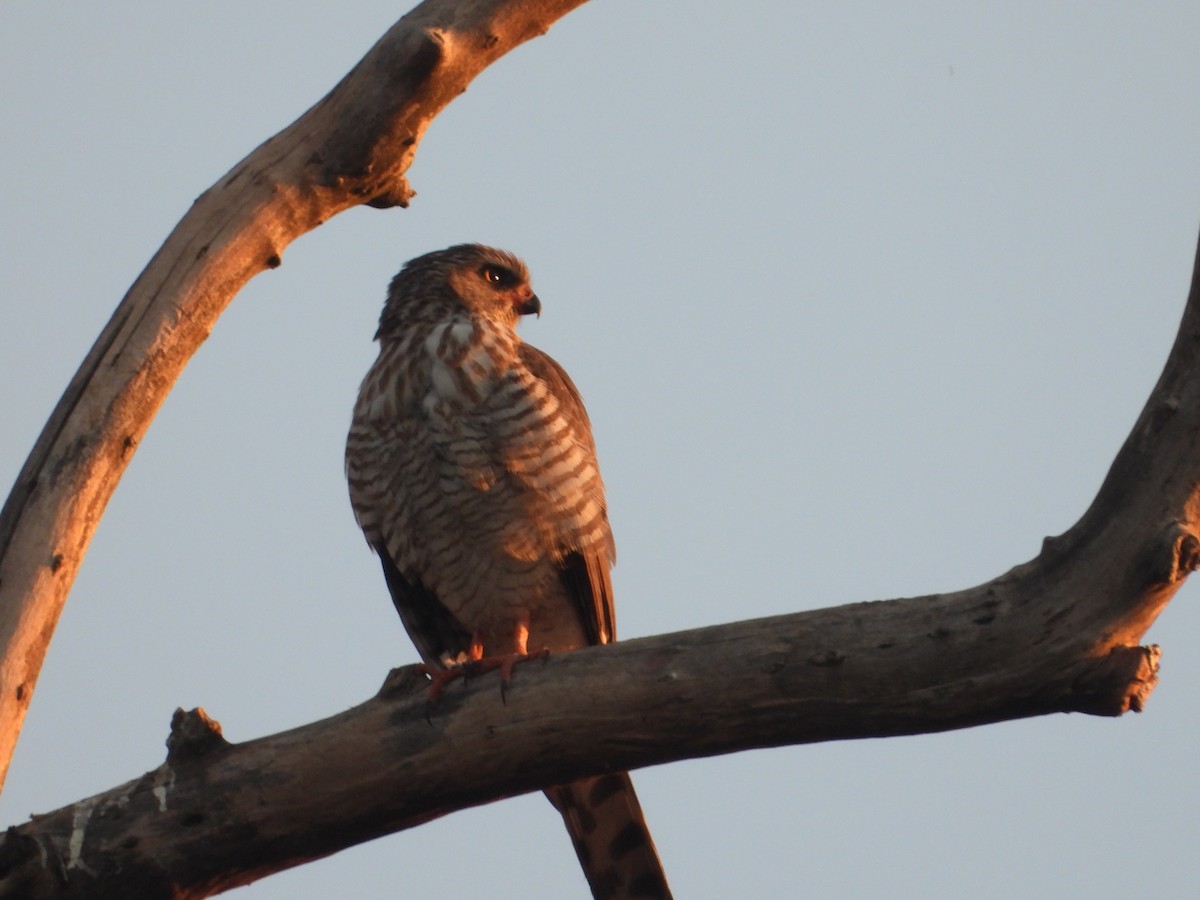 Ovambo Sparrowhawk - ML620826118