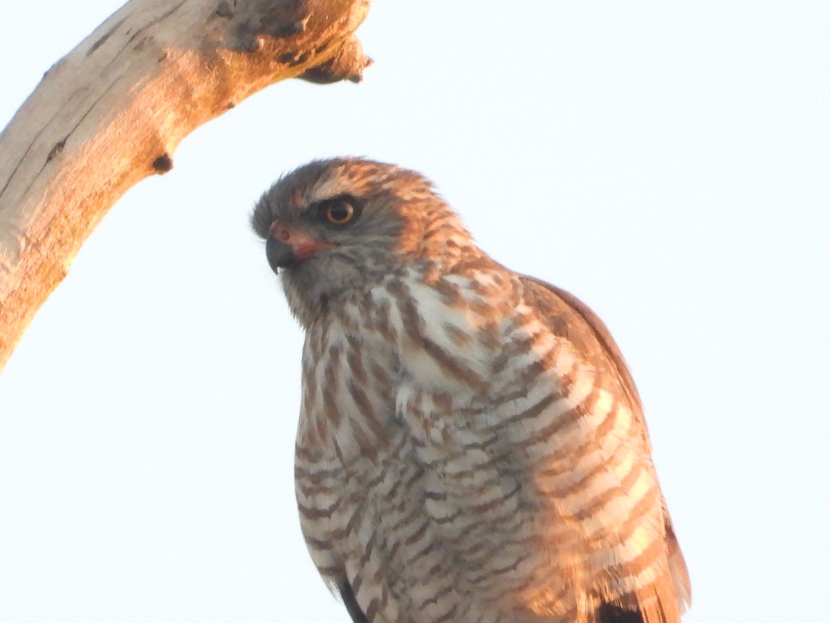 Ovambo Sparrowhawk - ML620826119