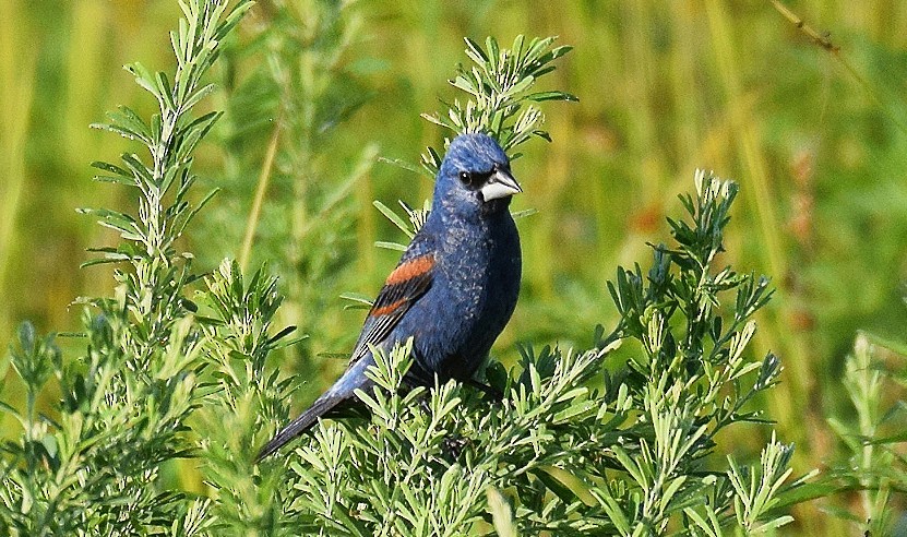 Blue Grosbeak - ML620826121