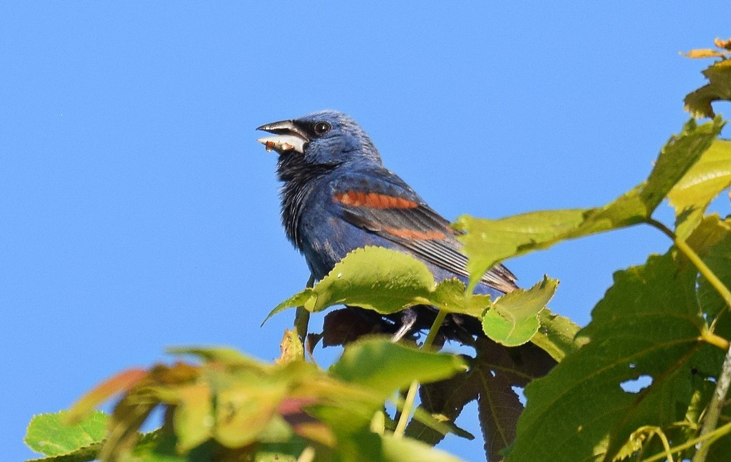 Blue Grosbeak - ML620826122