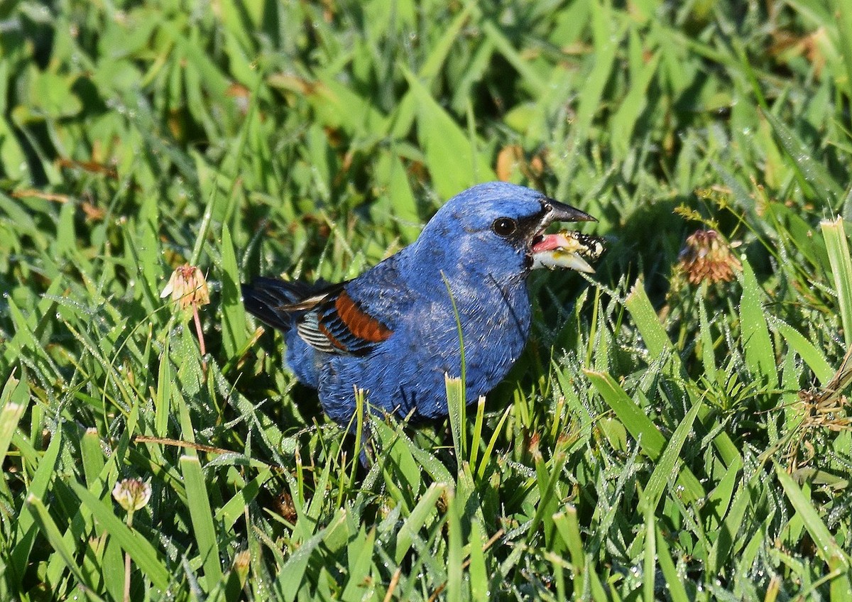 Blue Grosbeak - ML620826123