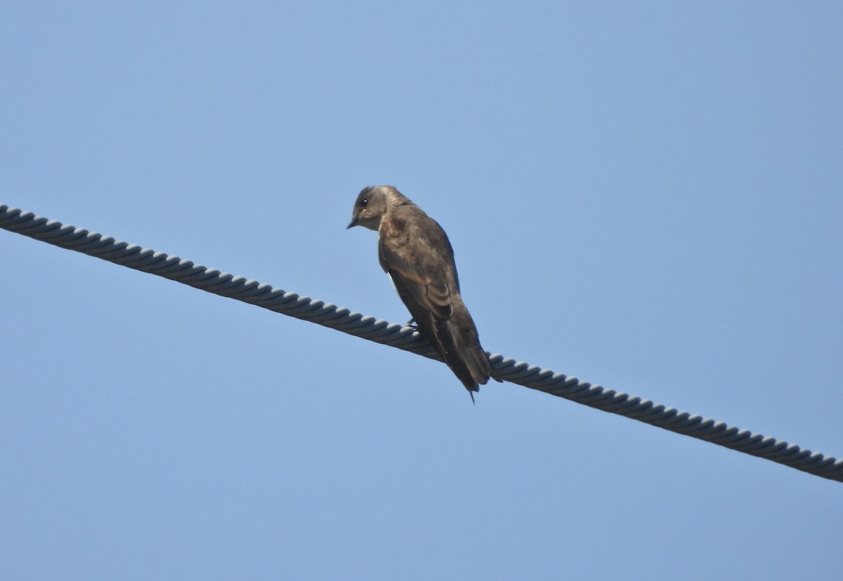 Northern Rough-winged Swallow - ML620826133