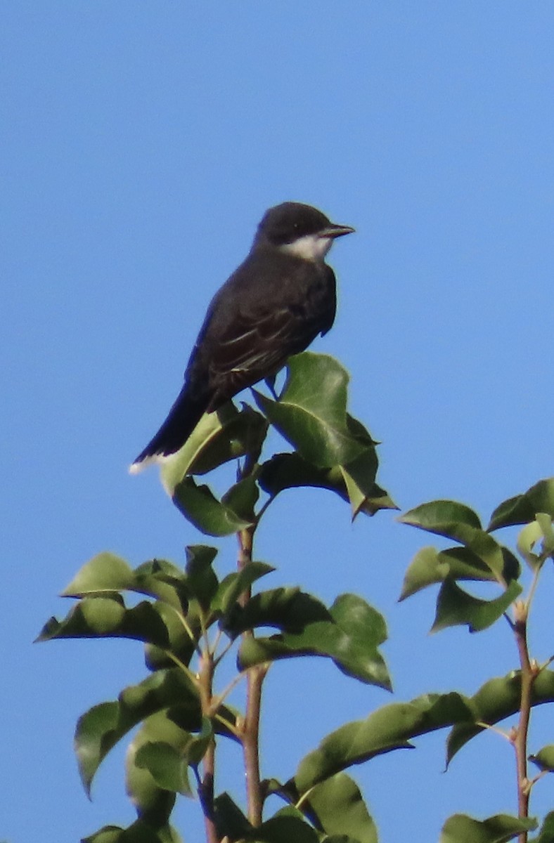 Eastern Kingbird - ML620826137