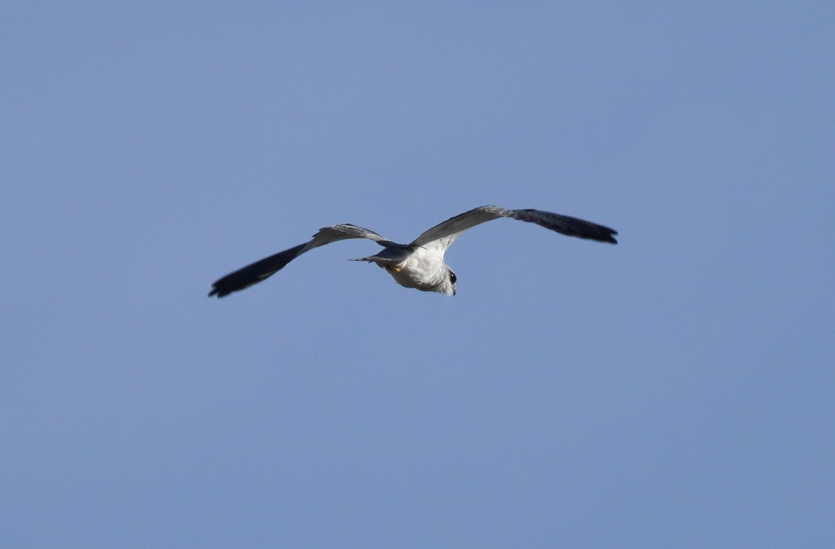 Black-winged Kite - ML620826142