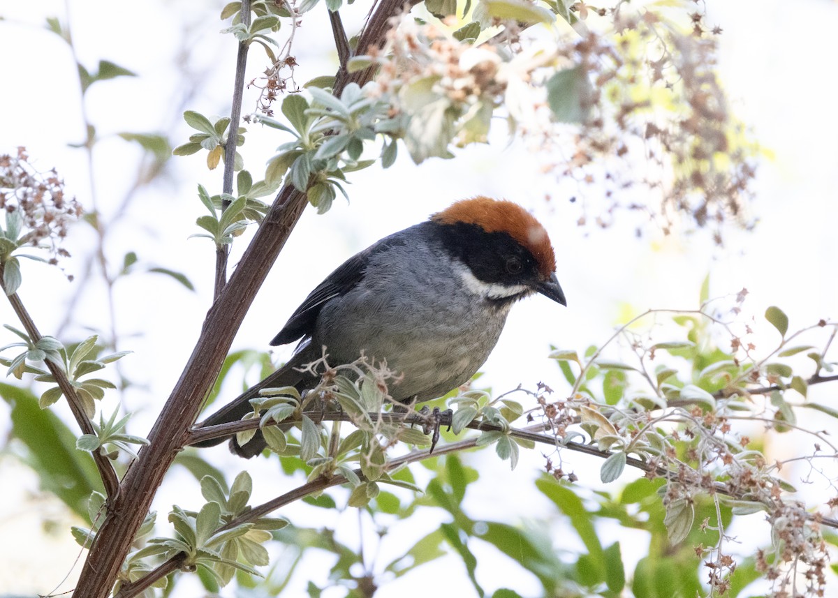 Slaty Brushfinch - ML620826146