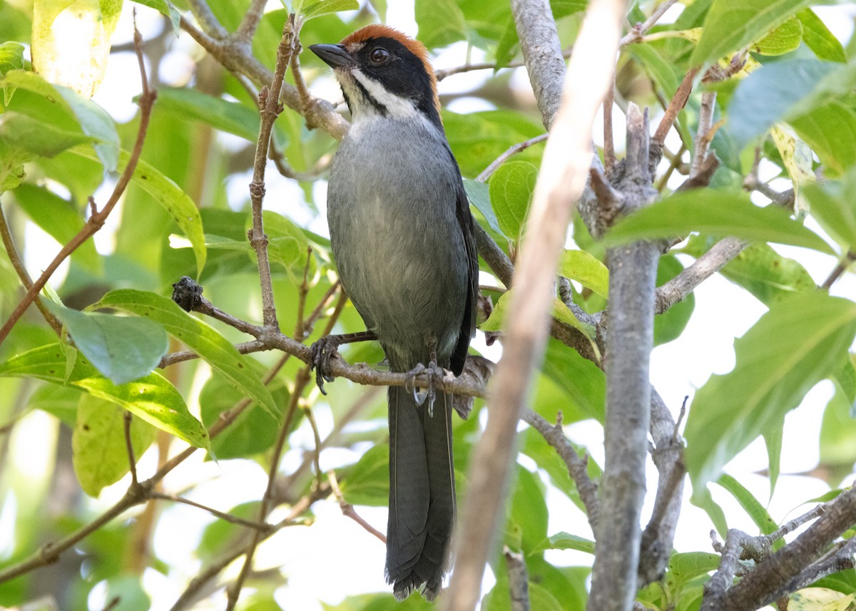 Slaty Brushfinch - ML620826148