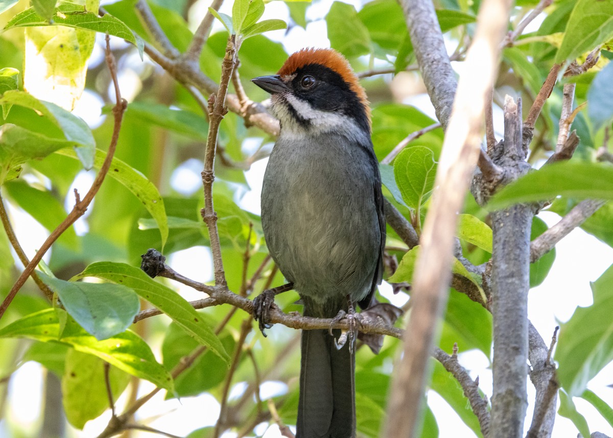 Slaty Brushfinch - ML620826150