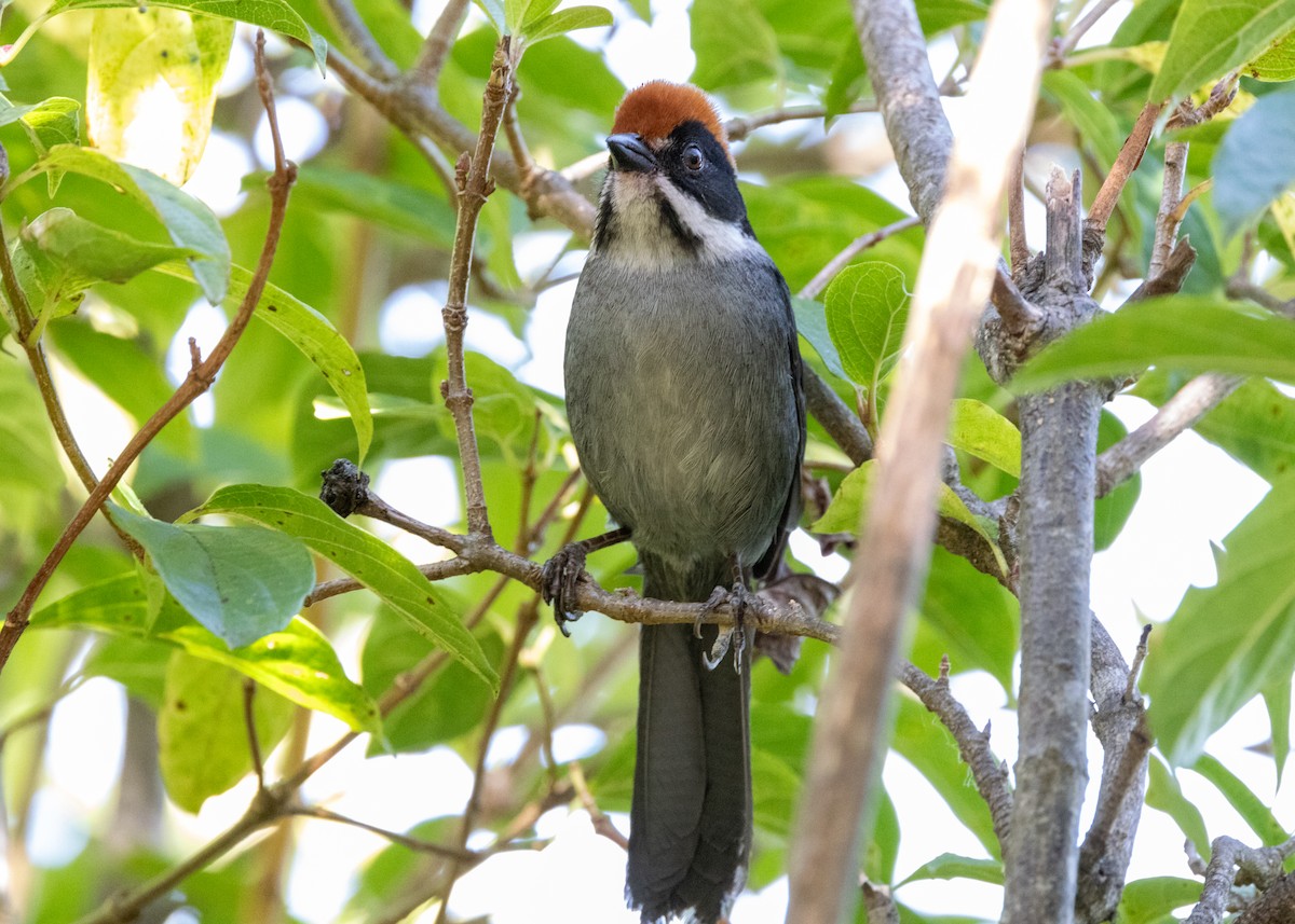 Slaty Brushfinch - ML620826151