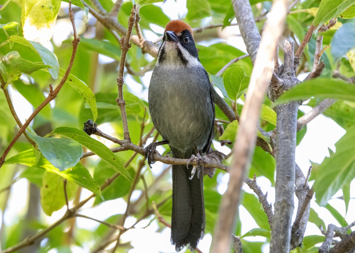 Slaty Brushfinch - ML620826152