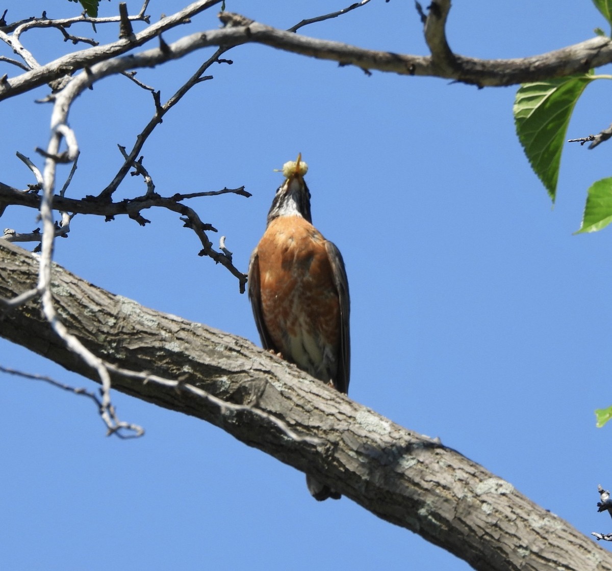 American Robin - ML620826154