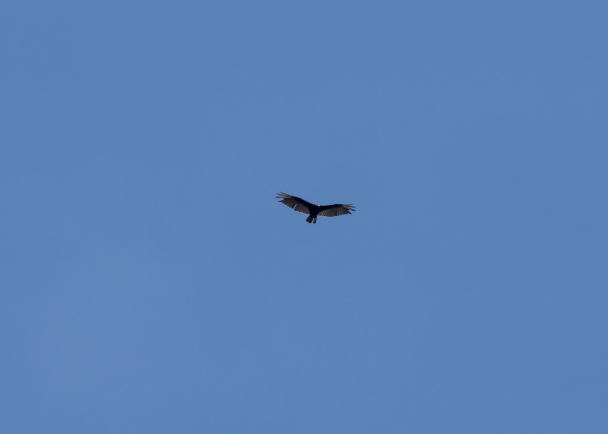 Turkey Vulture (Tropical) - ML620826165