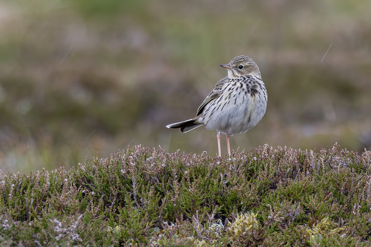 Meadow Pipit - ML620826182