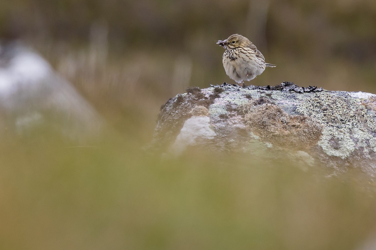 Meadow Pipit - ML620826183