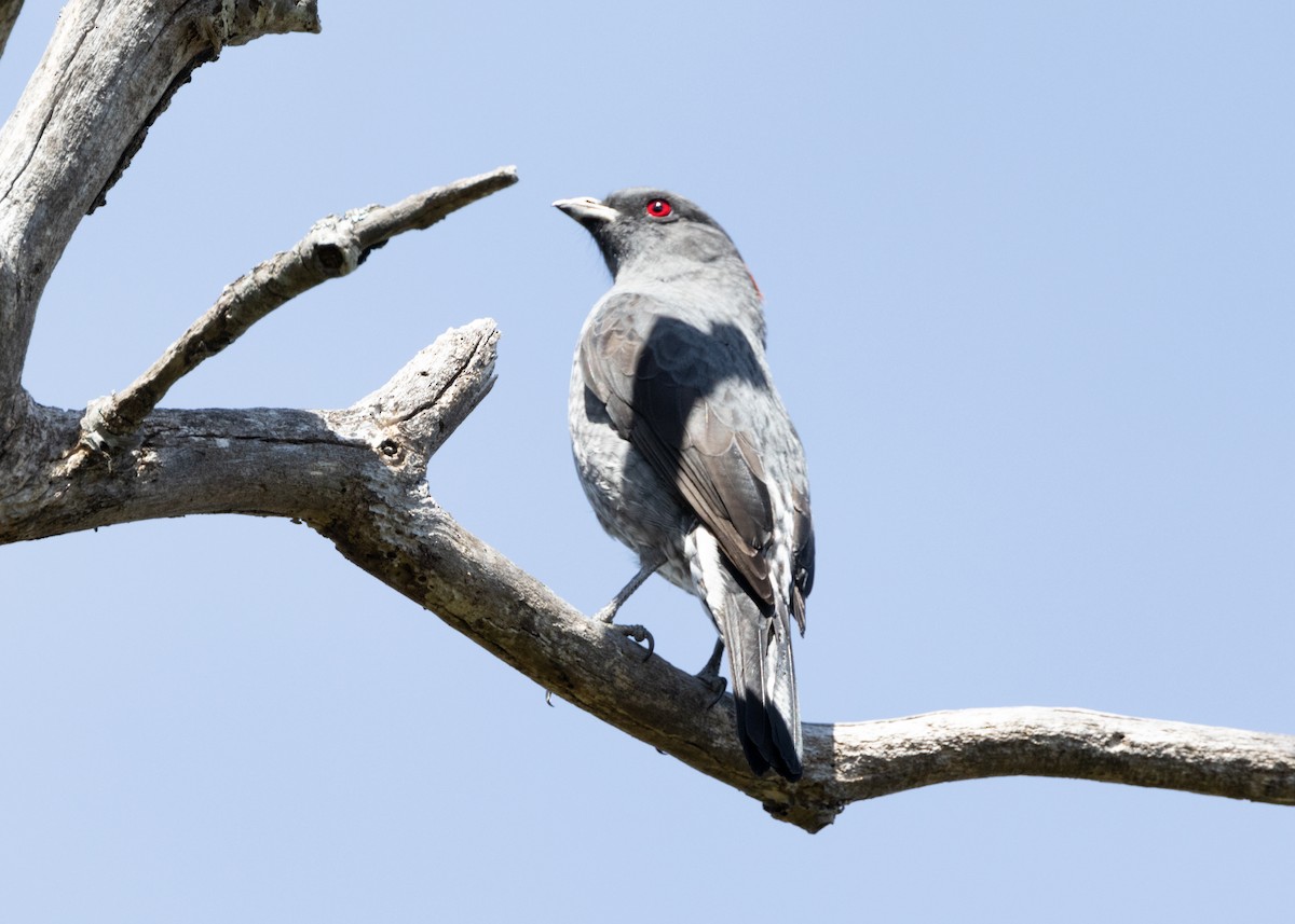 Cotinga Crestirrojo - ML620826185