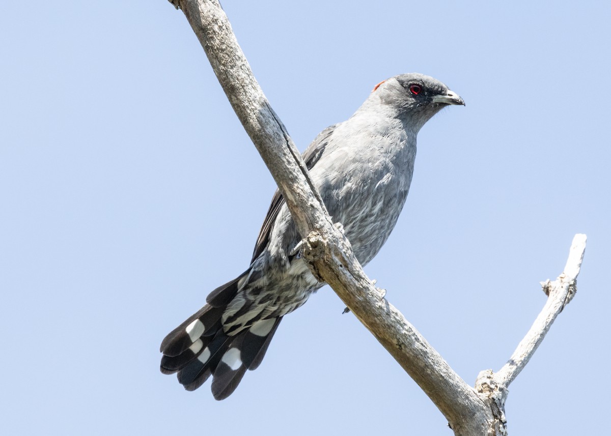 Red-crested Cotinga - Silvia Faustino Linhares