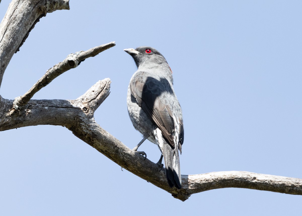 Cotinga Crestirrojo - ML620826187