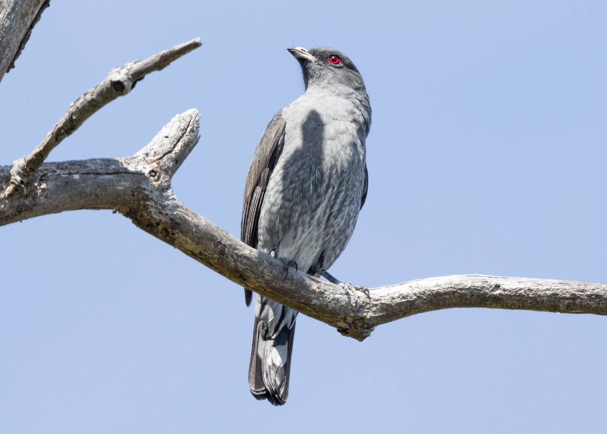 Cotinga Crestirrojo - ML620826191