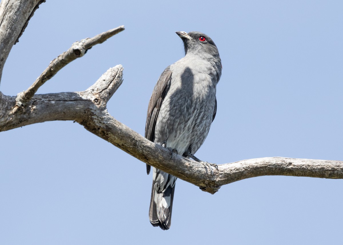 Red-crested Cotinga - Silvia Faustino Linhares