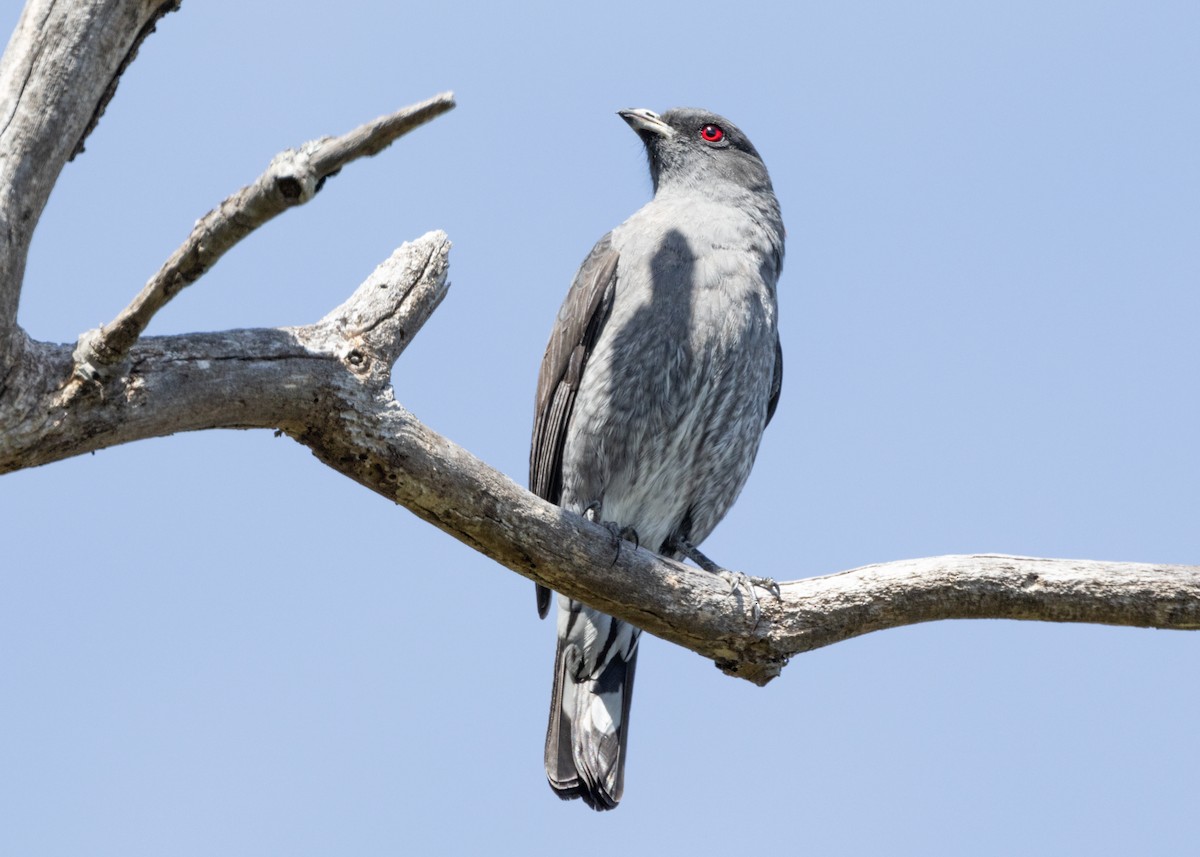 Cotinga Crestirrojo - ML620826193