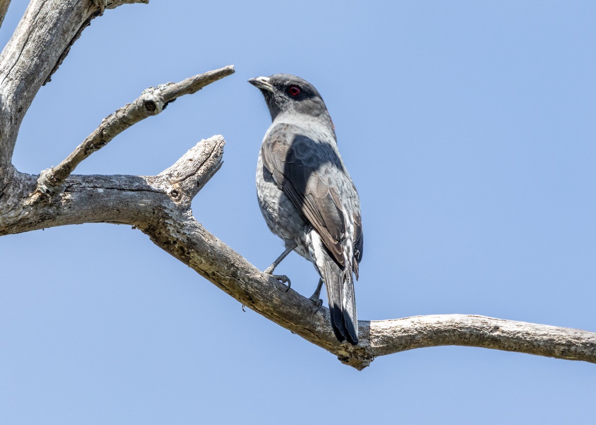 Cotinga à huppe rouge - ML620826195