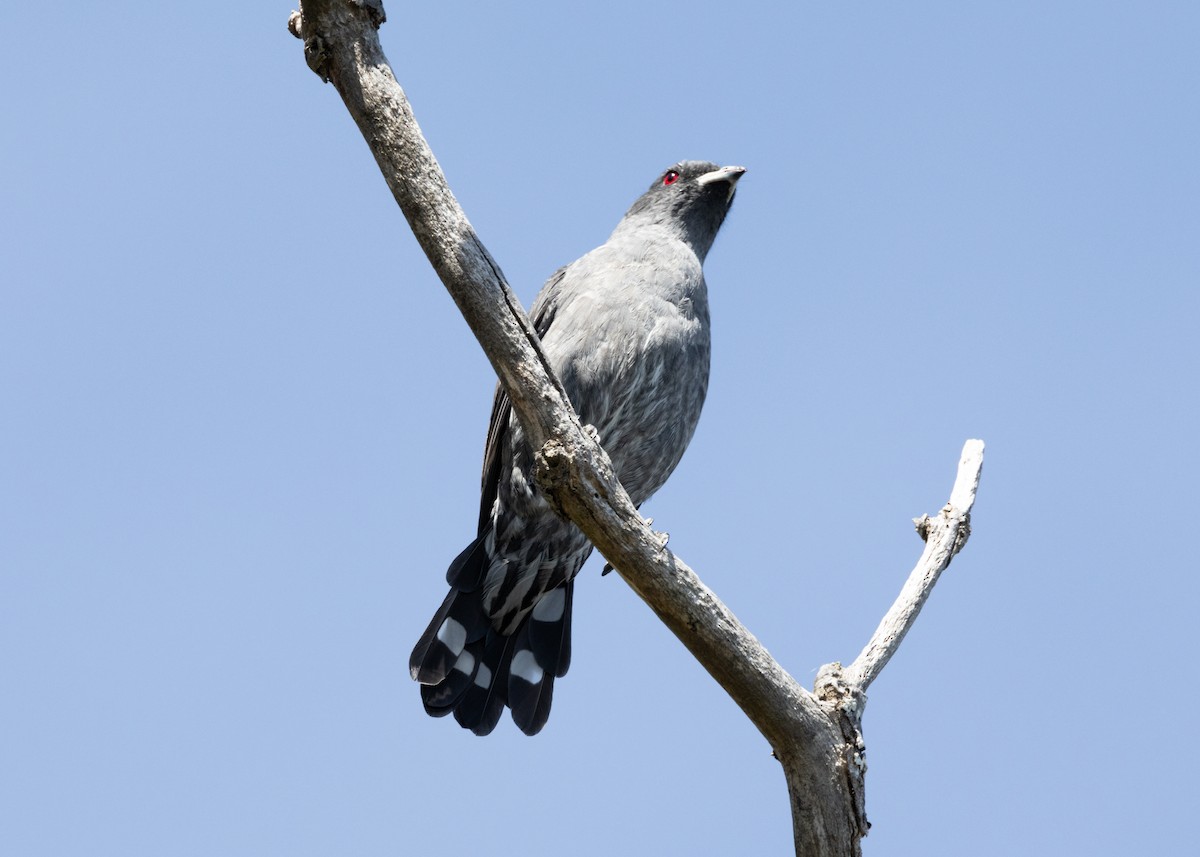 Cotinga à huppe rouge - ML620826197