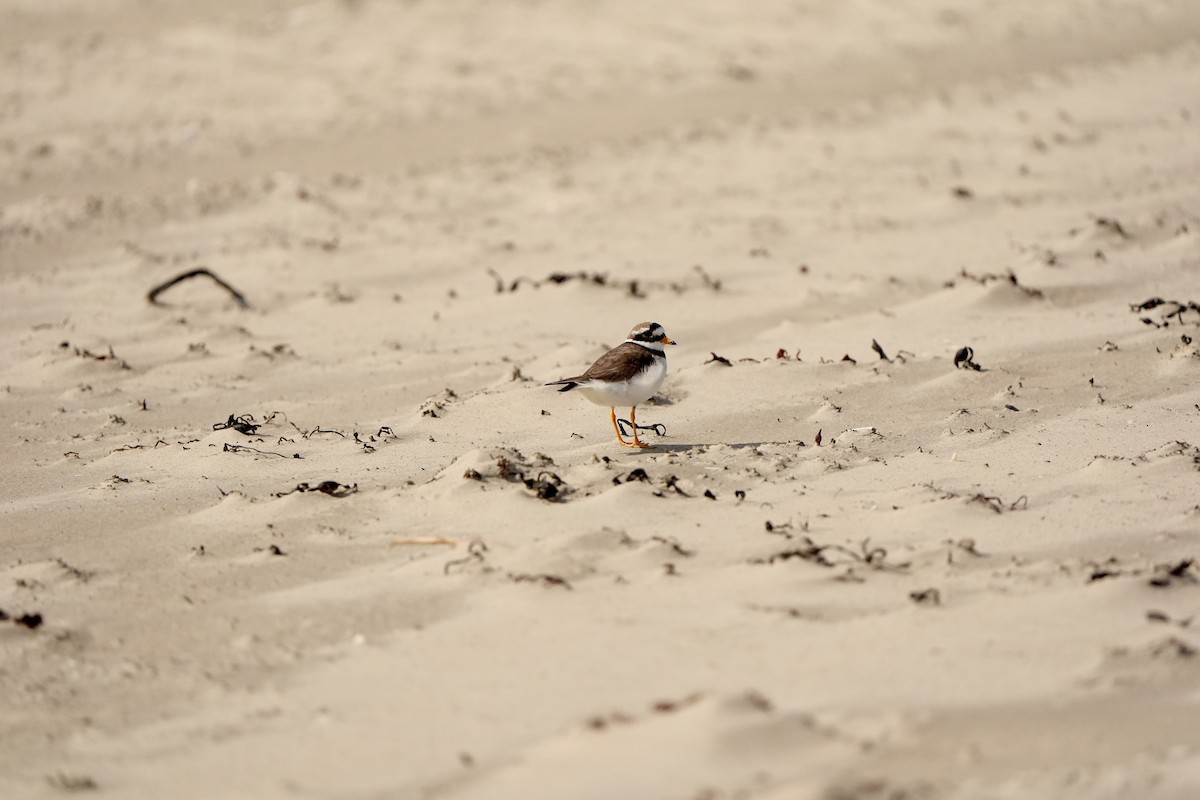 Common Ringed Plover - ML620826199