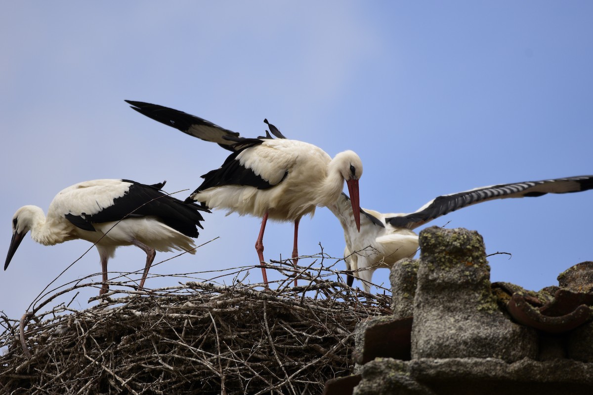 White Stork - ML620826200