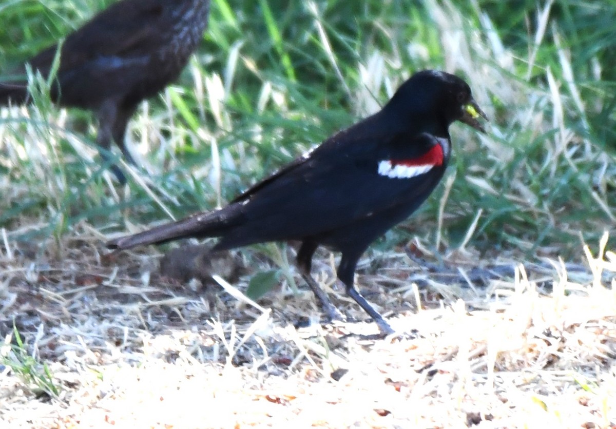 Tricolored Blackbird - ML620826206