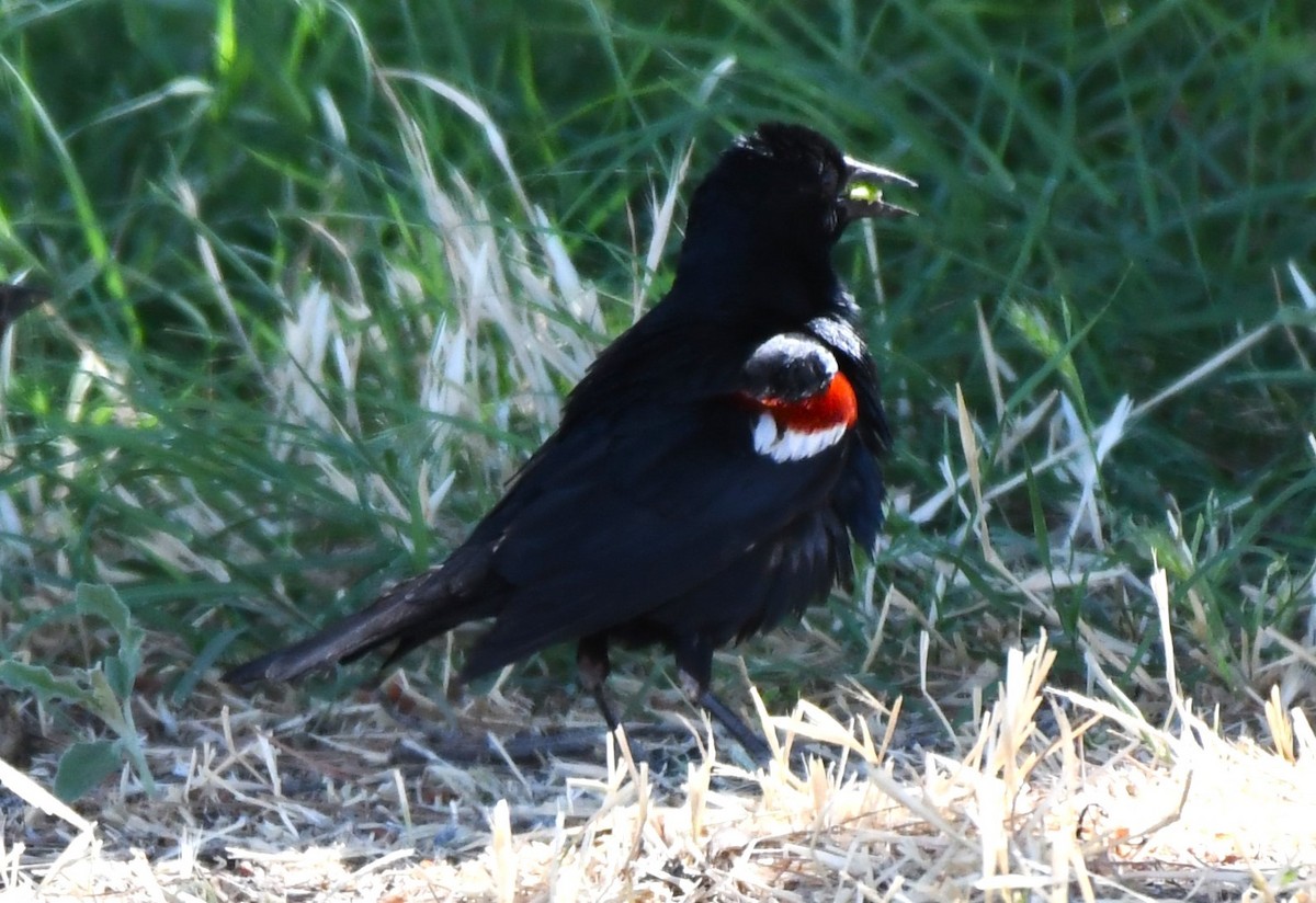 Tricolored Blackbird - ML620826208