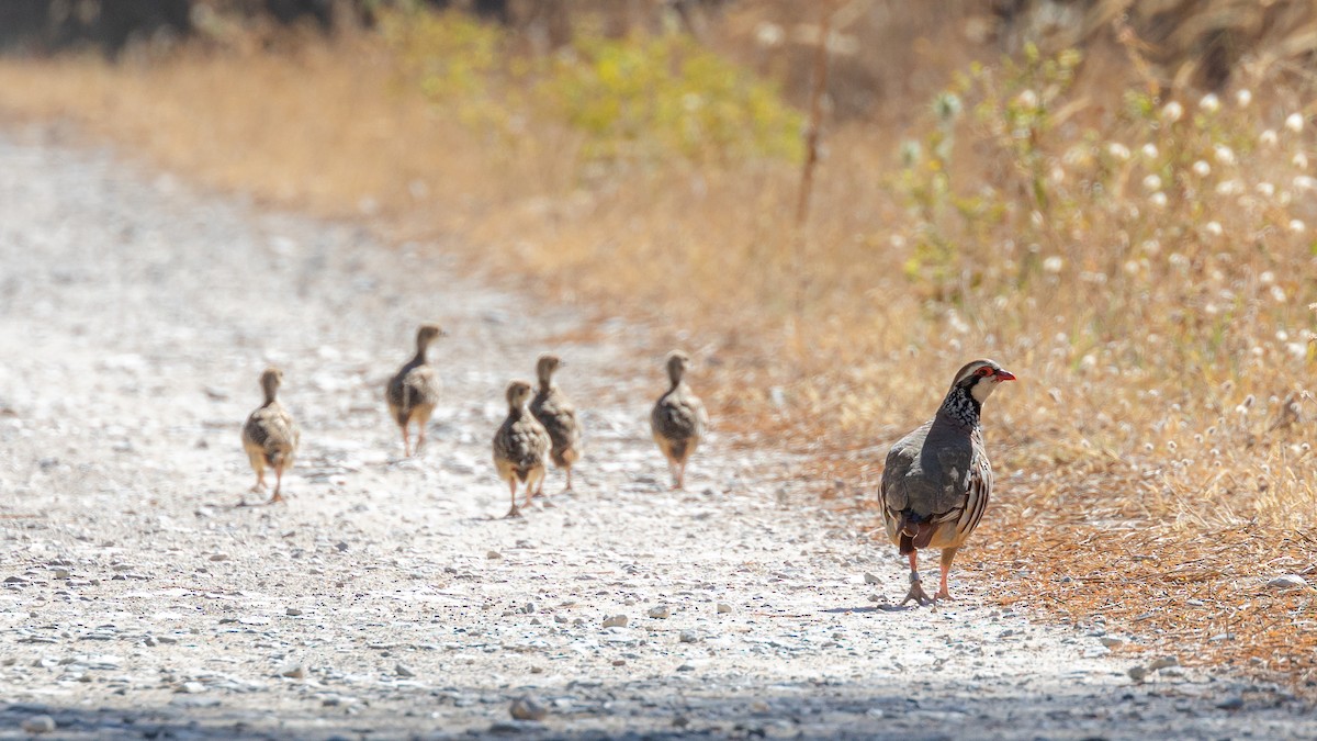 Red-legged Partridge - ML620826211