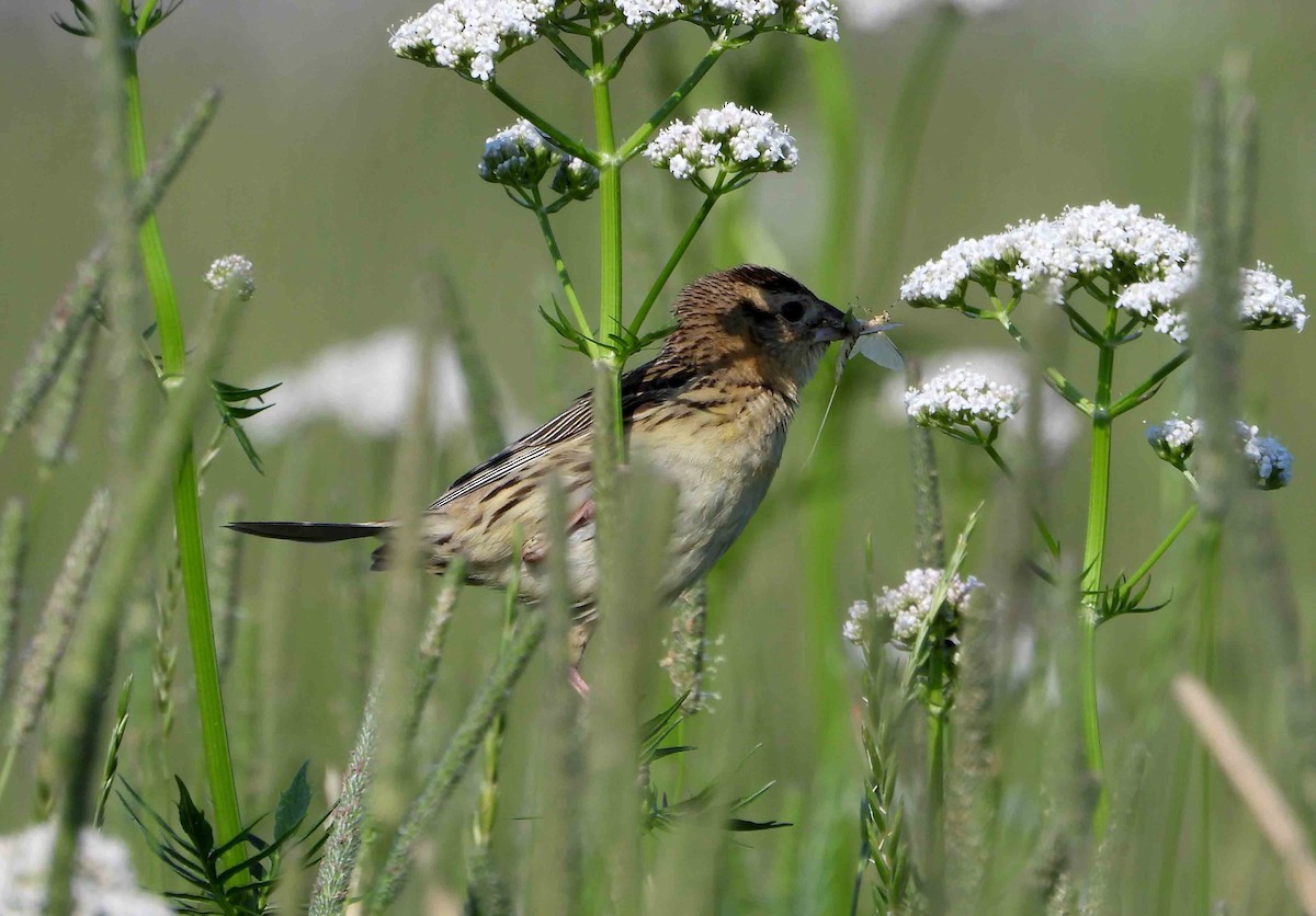 Bobolink - Marc Belliard