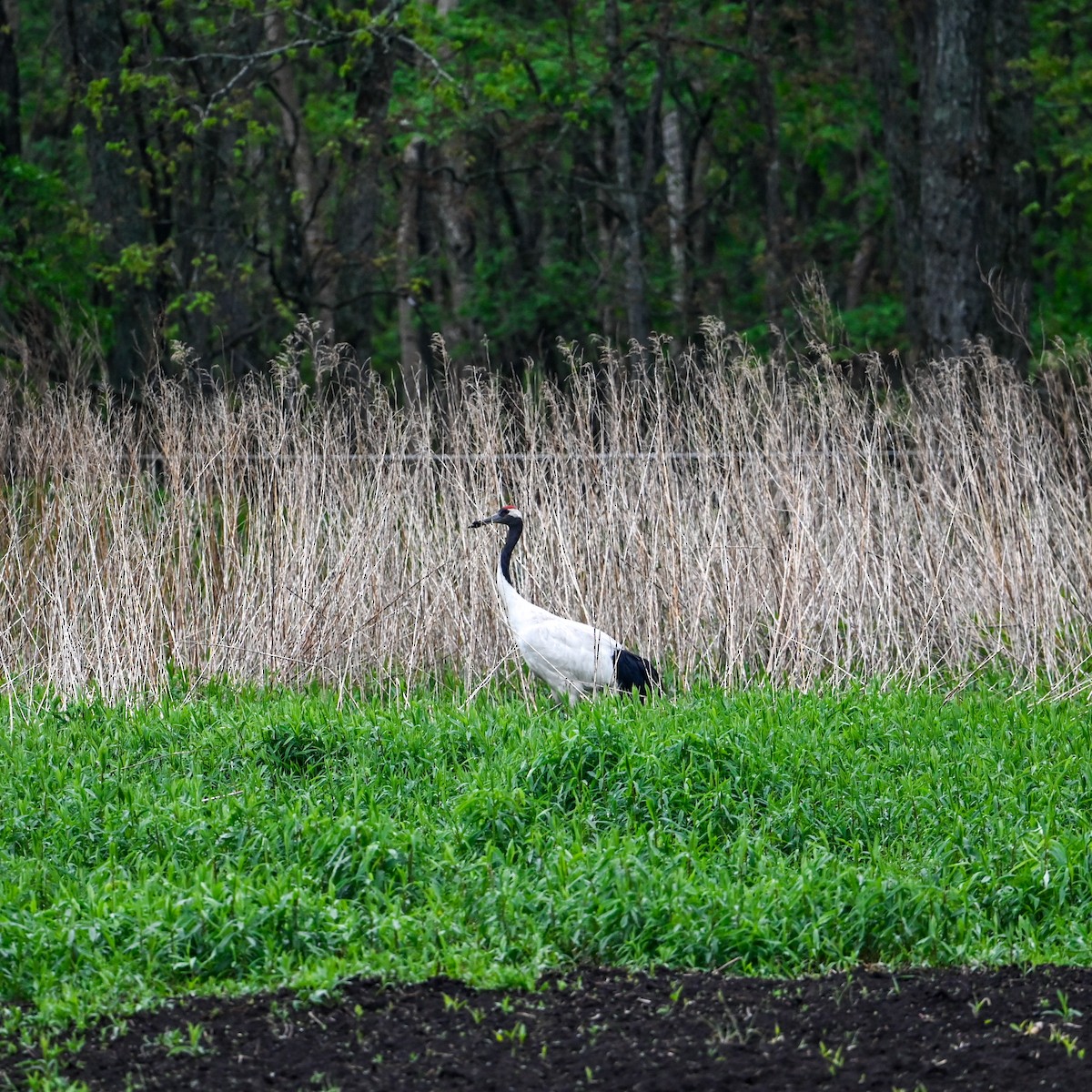 Red-crowned Crane - ML620826215